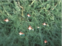 H.H. Dorje Chang Buddha III