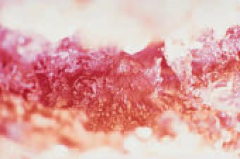 H.H. Dorje Chang Buddha III