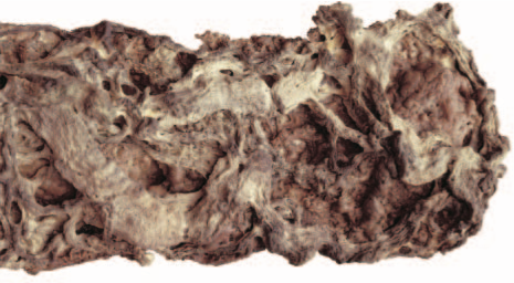 H.H. Dorje Chang Buddha III