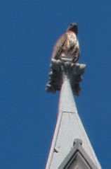 H.H. Dorje Chang Buddha III